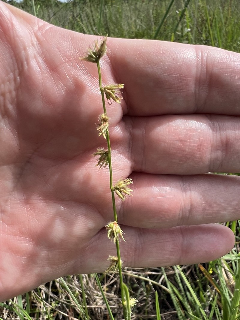 Scleria distans photo 3