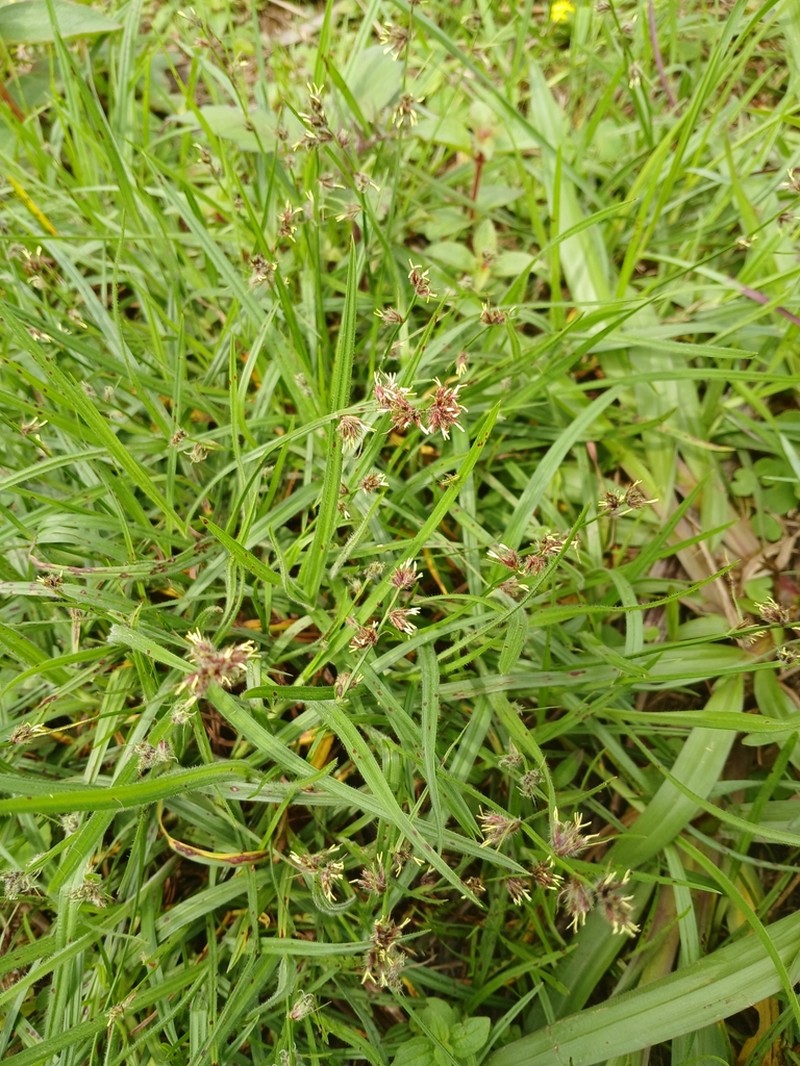 Scleria distans photo 4