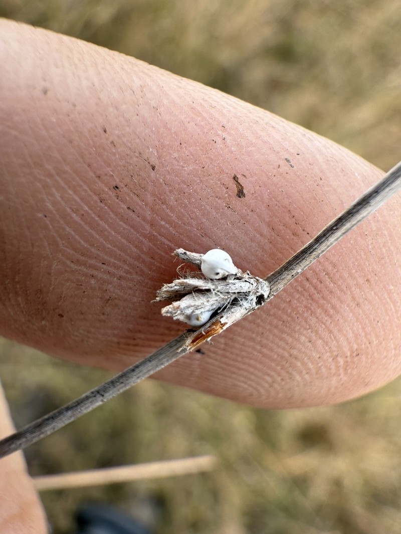 Scleria distans photo 5