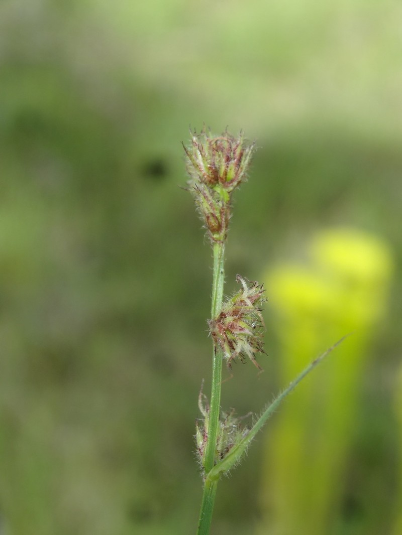 Scleria distans photo 6