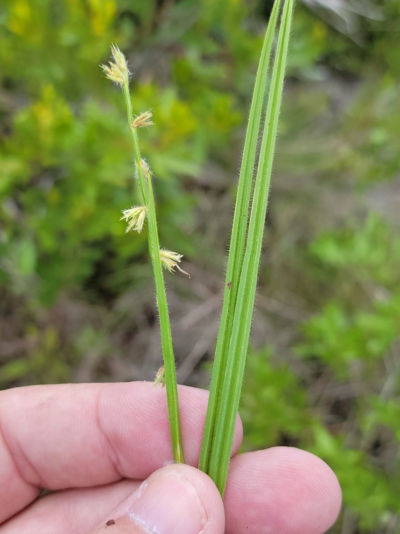 Scleria distans photo 7