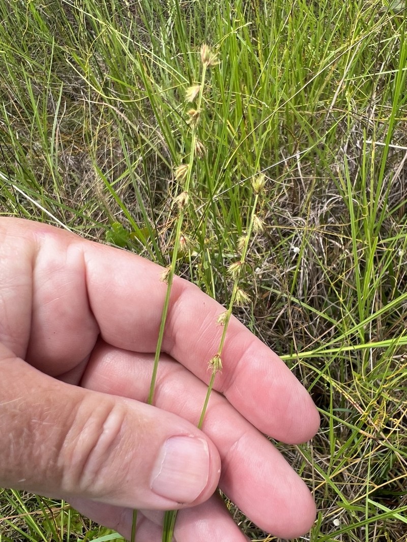 Scleria distans photo 8