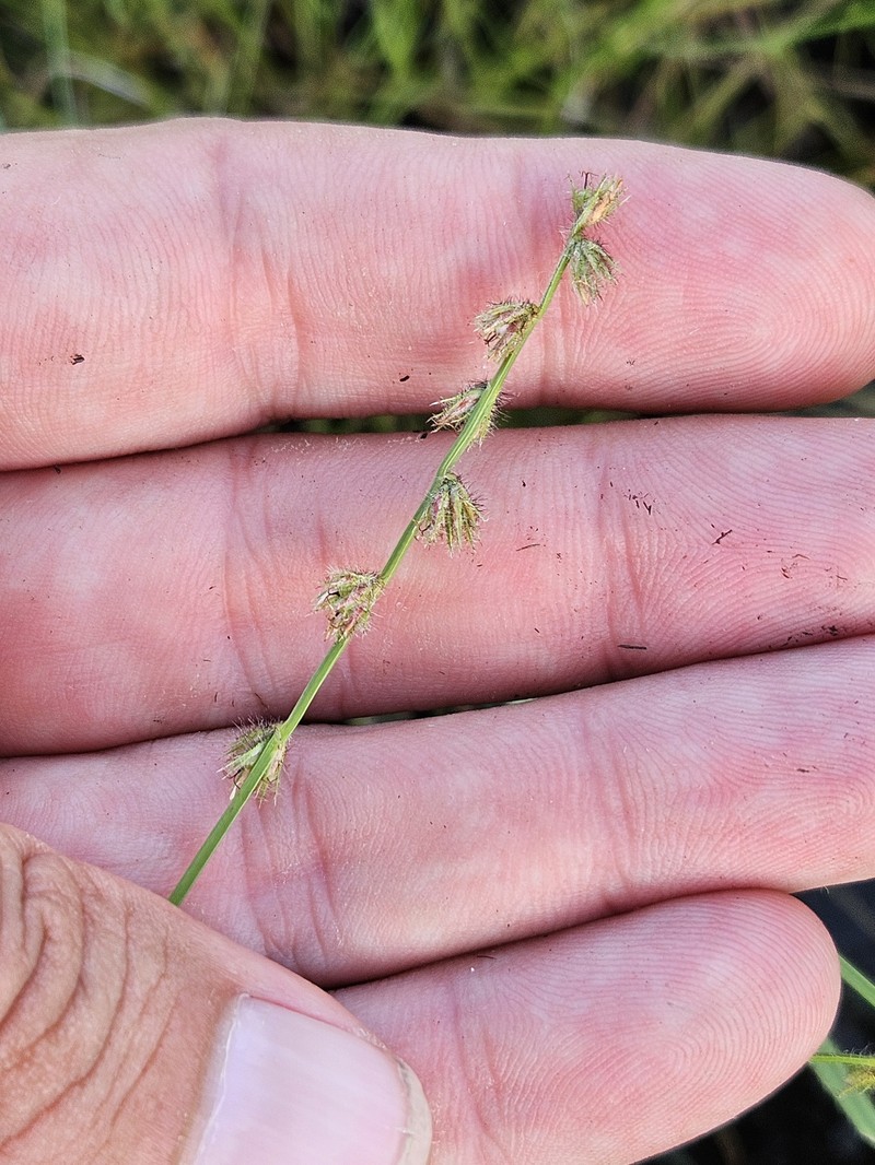 Scleria distans var. distans