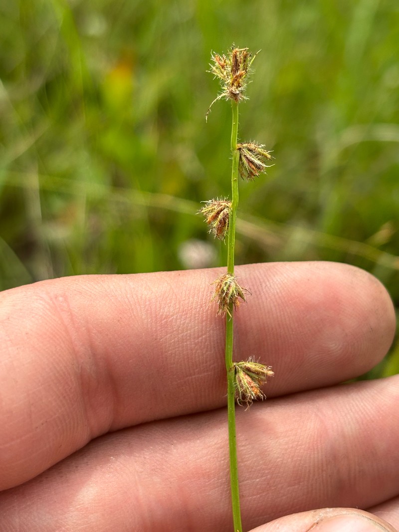 Scleria distans var. distans photo 4