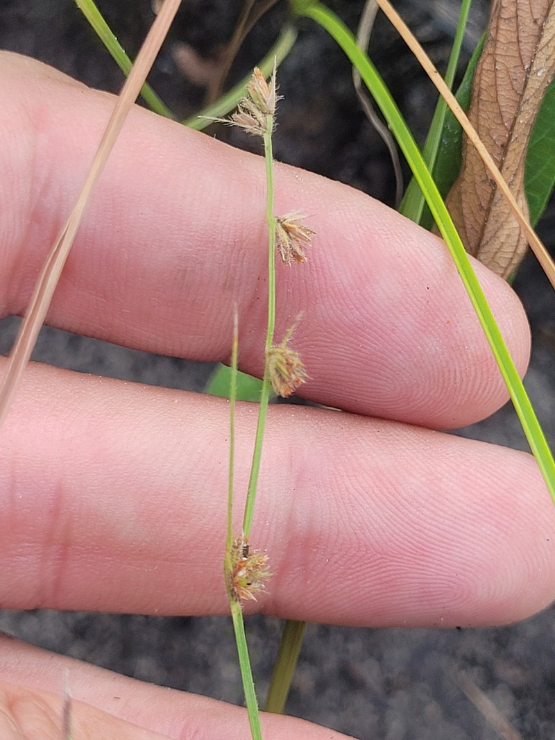 Scleria distans var. distans photo 5