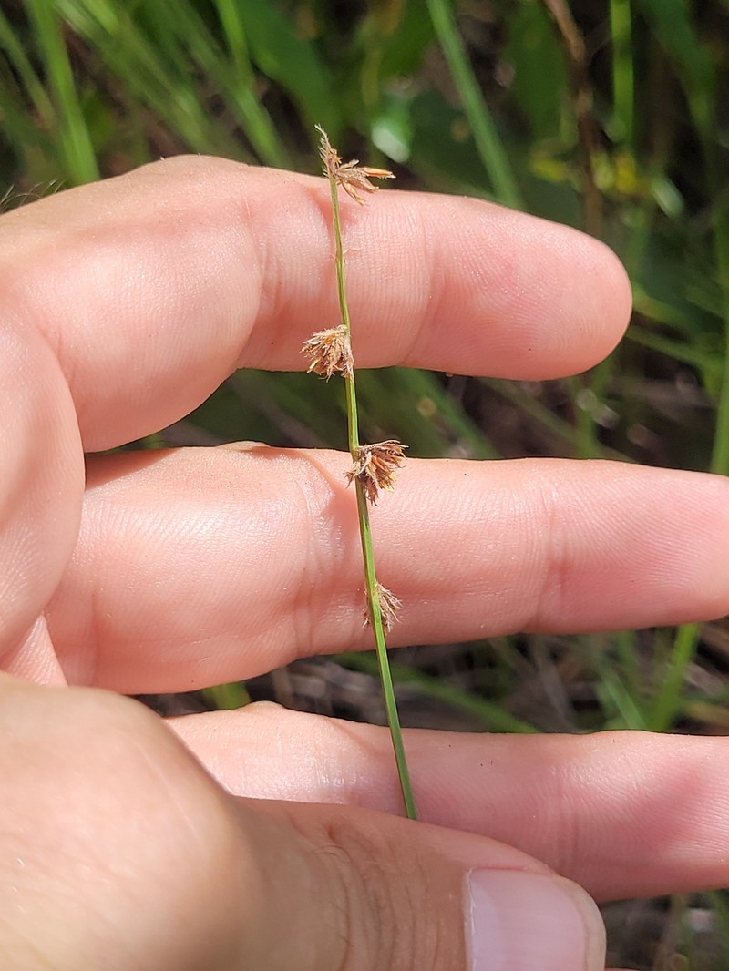 Scleria distans var. distans photo 6