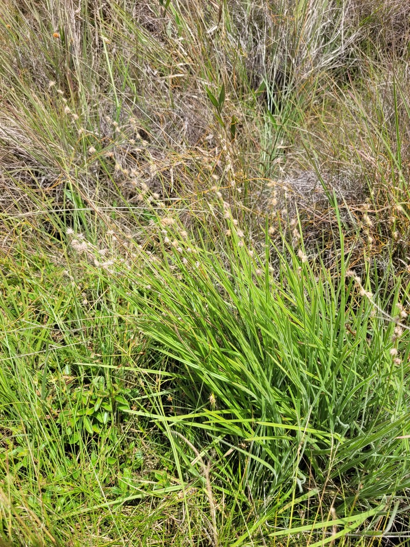 Scleria distans var. distans photo 7
