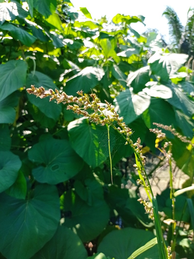 Hairy Nutrush