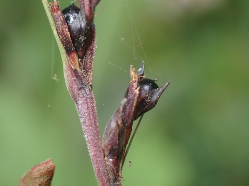 Hairy Nutrush photo 3