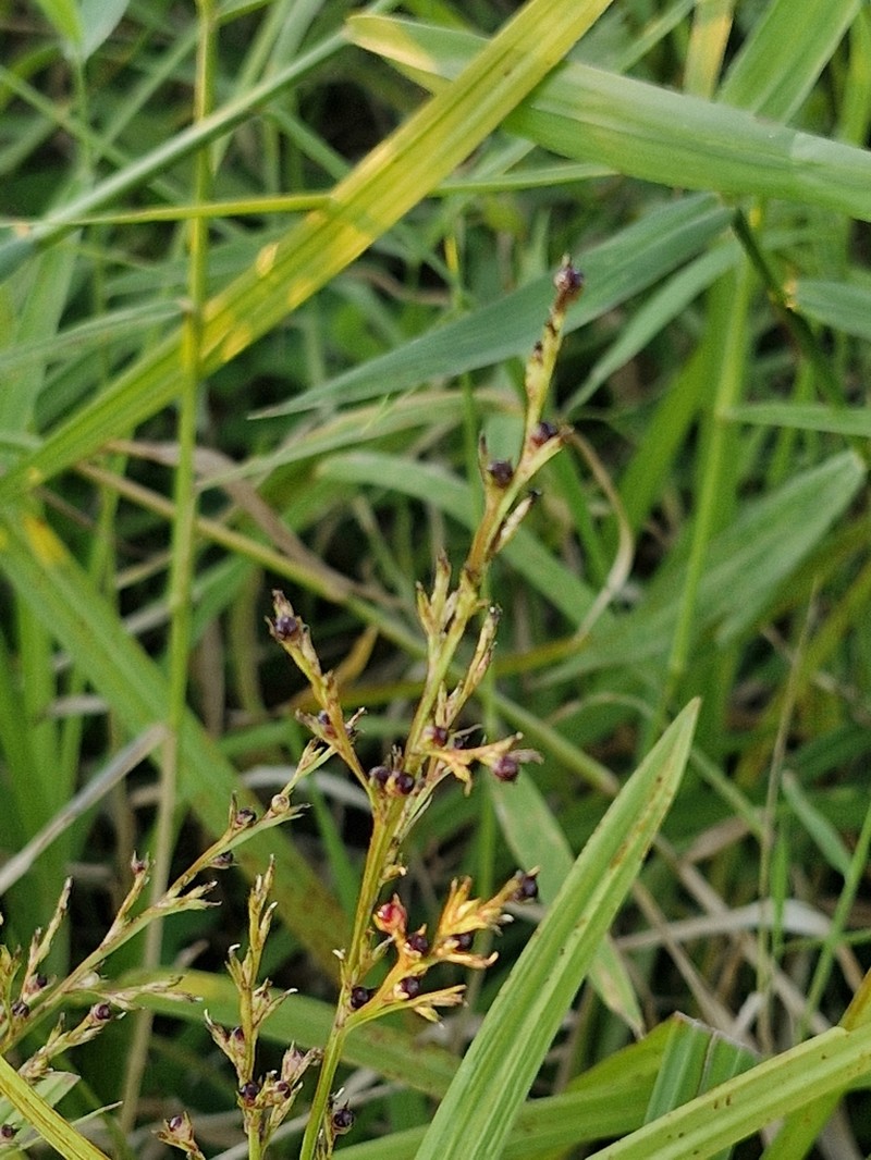 Hairy Nutrush photo 5