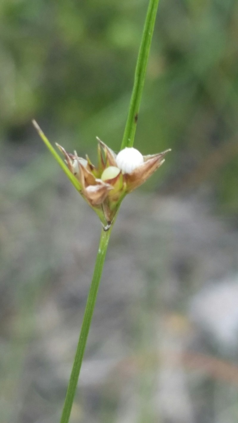 Slenderfruit Nutrush photo 5