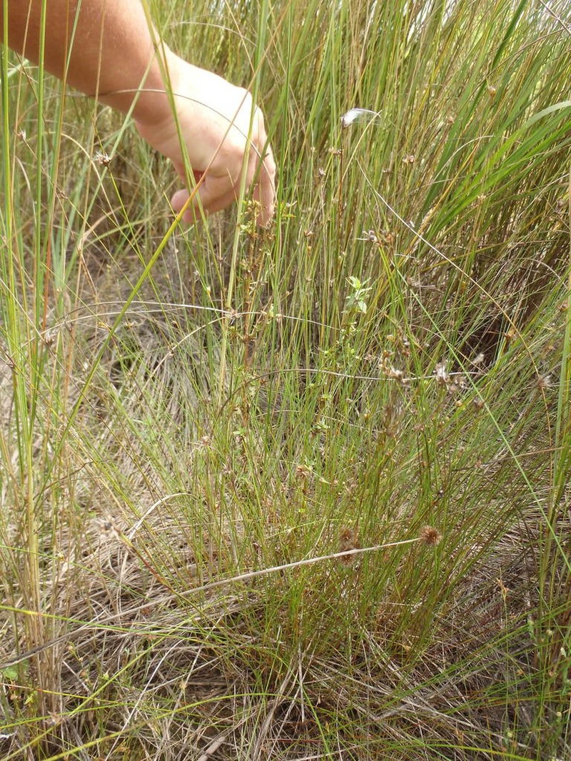 Slenderfruit Nutrush photo 8