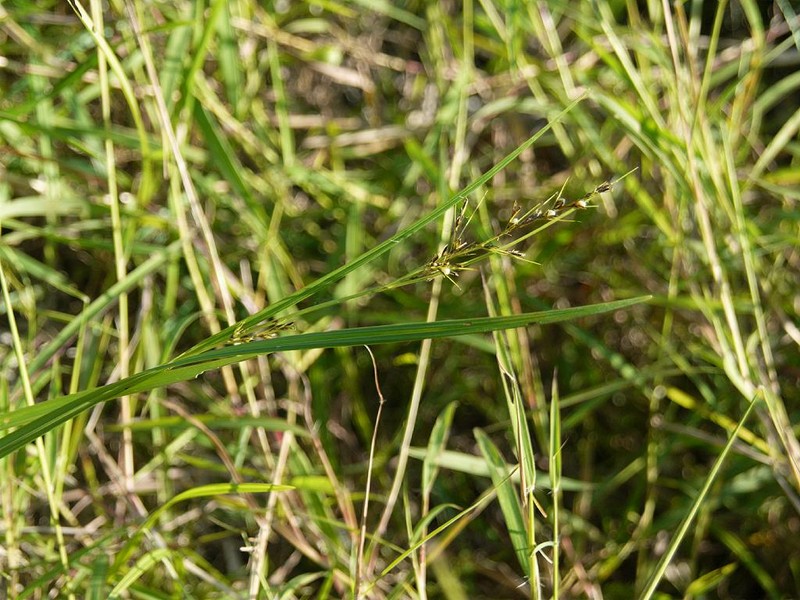 Nutrush