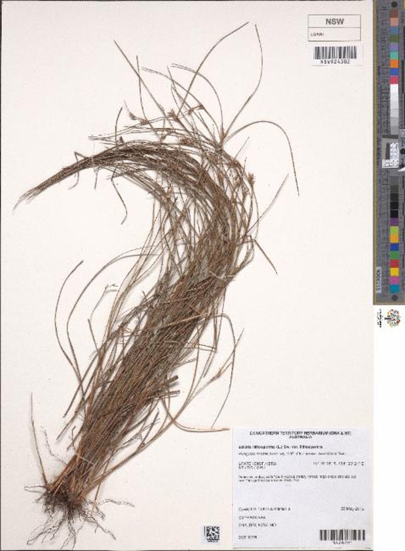 Scleria lithosperma var. lithosperma