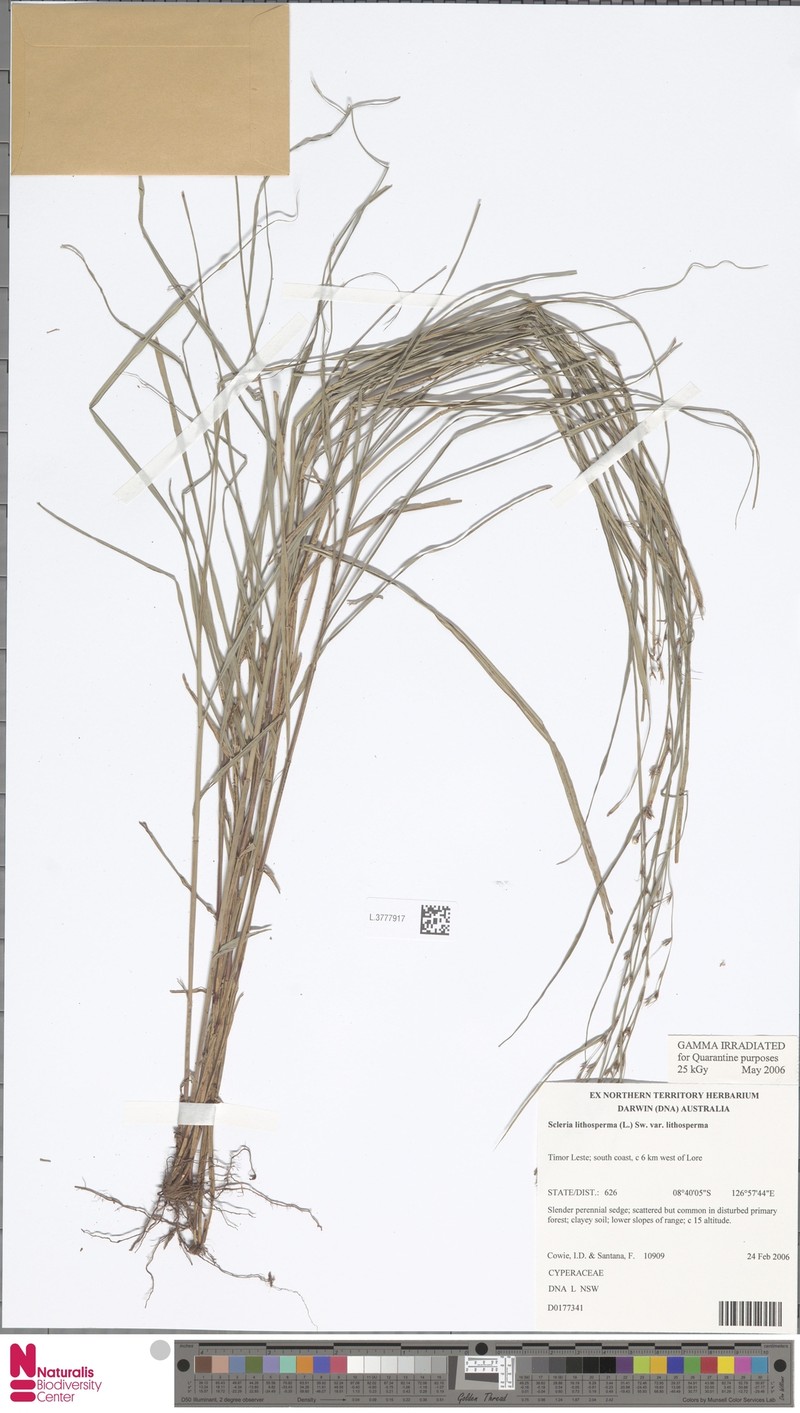 Scleria lithosperma var. lithosperma photo 2