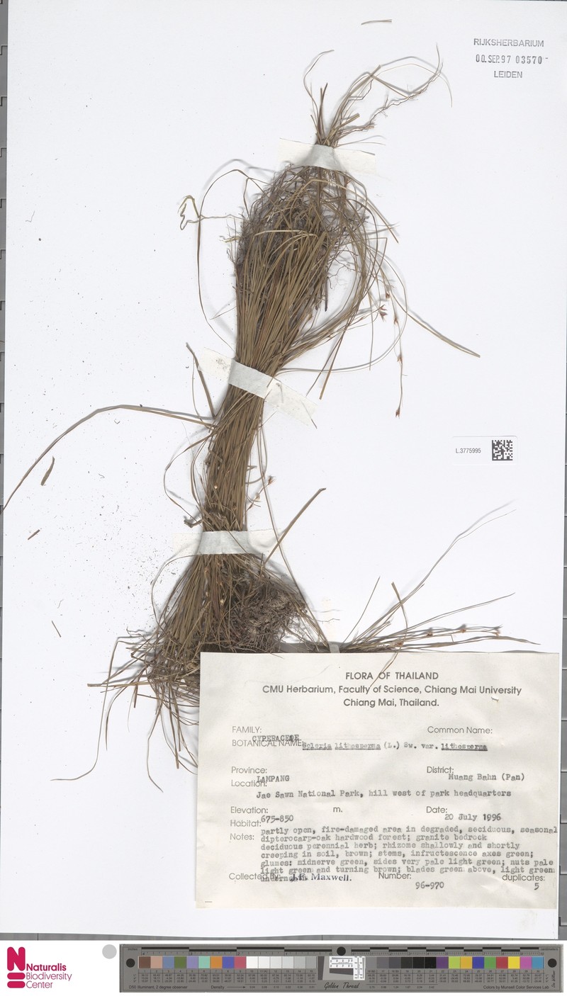 Scleria lithosperma var. lithosperma photo 3