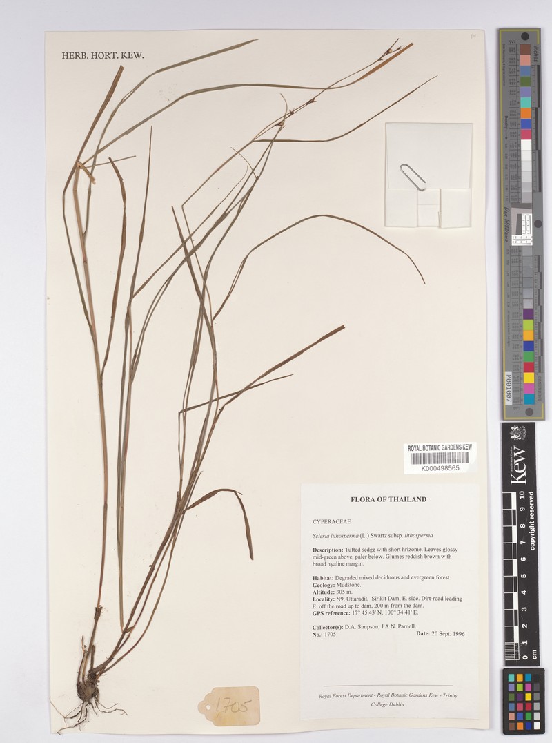 Scleria lithosperma var. lithosperma photo 4