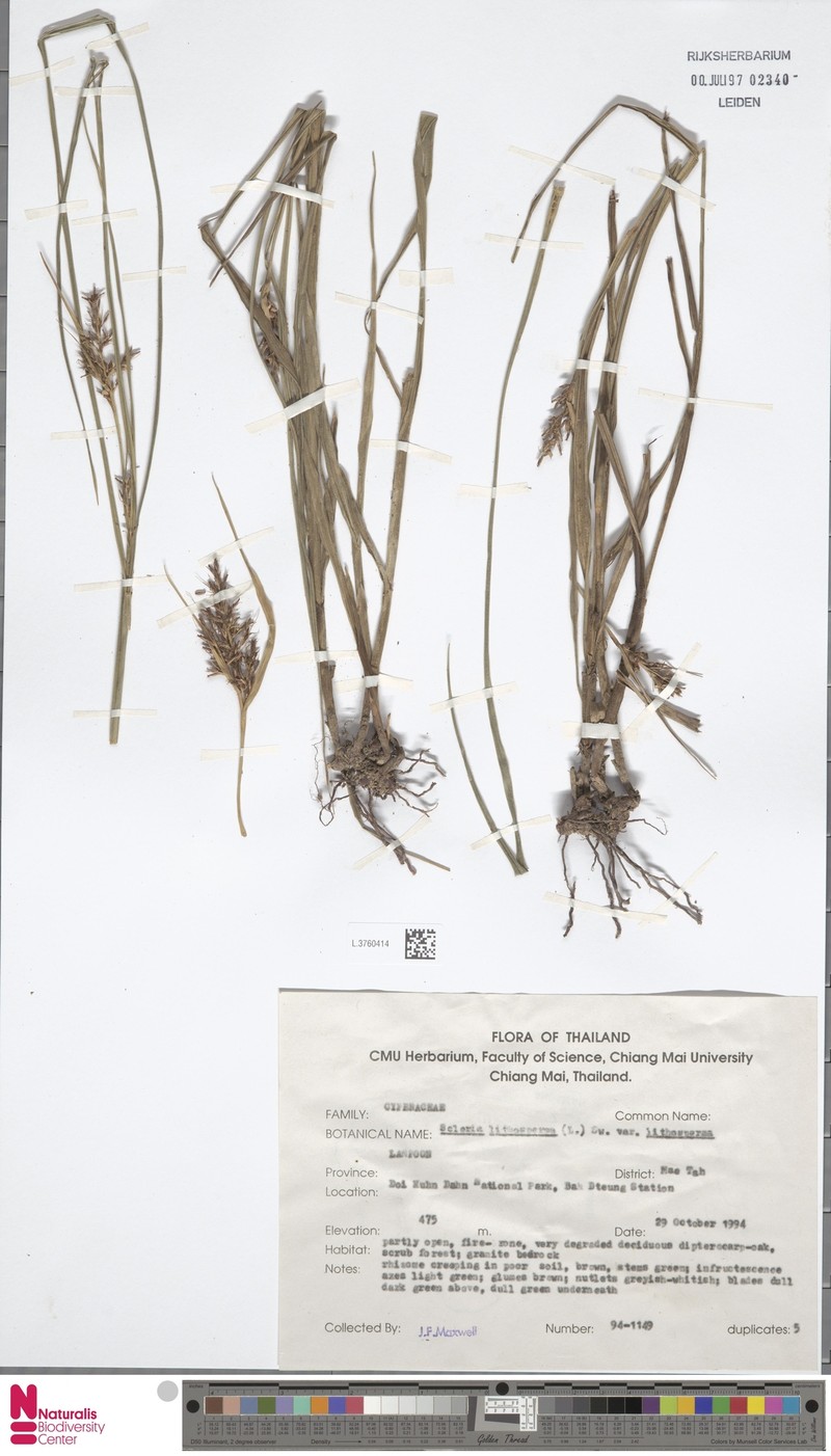 Scleria lithosperma var. lithosperma photo 6