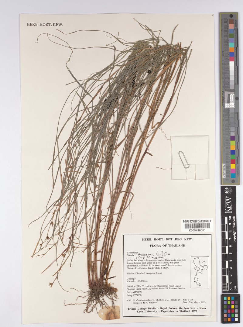 Scleria lithosperma var. lithosperma photo 7
