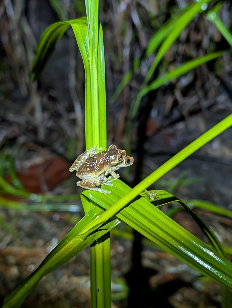 Tropical Nutrush photo 5
