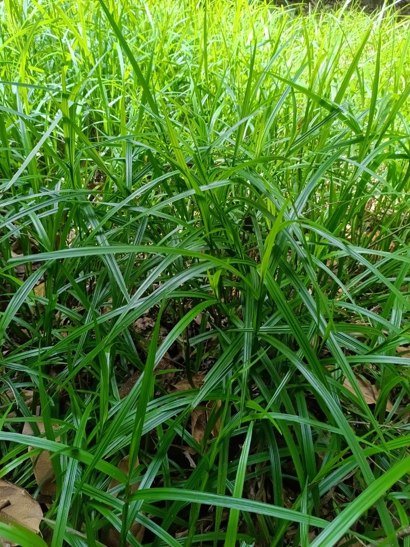 Tropical Nutrush photo 7