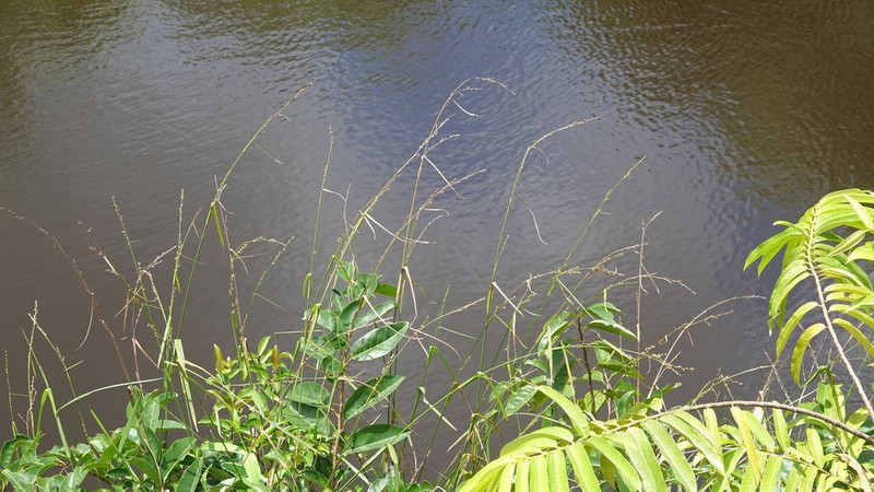Tropical Nutrush photo 8
