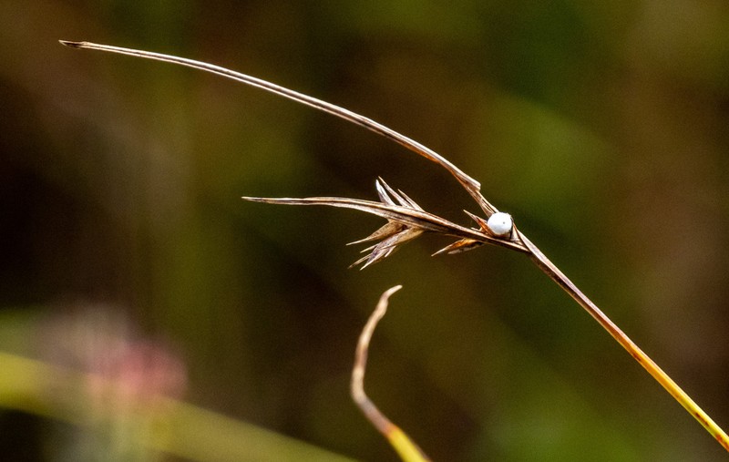Slender Nutrush