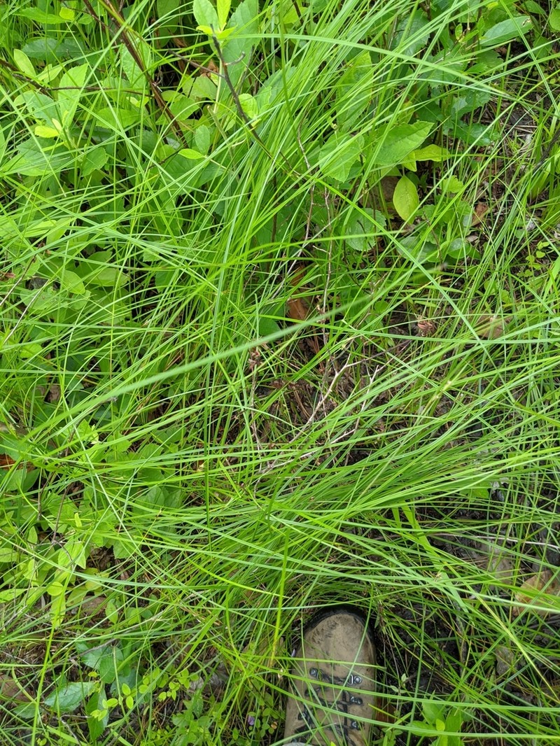 Slender Nutrush photo 2