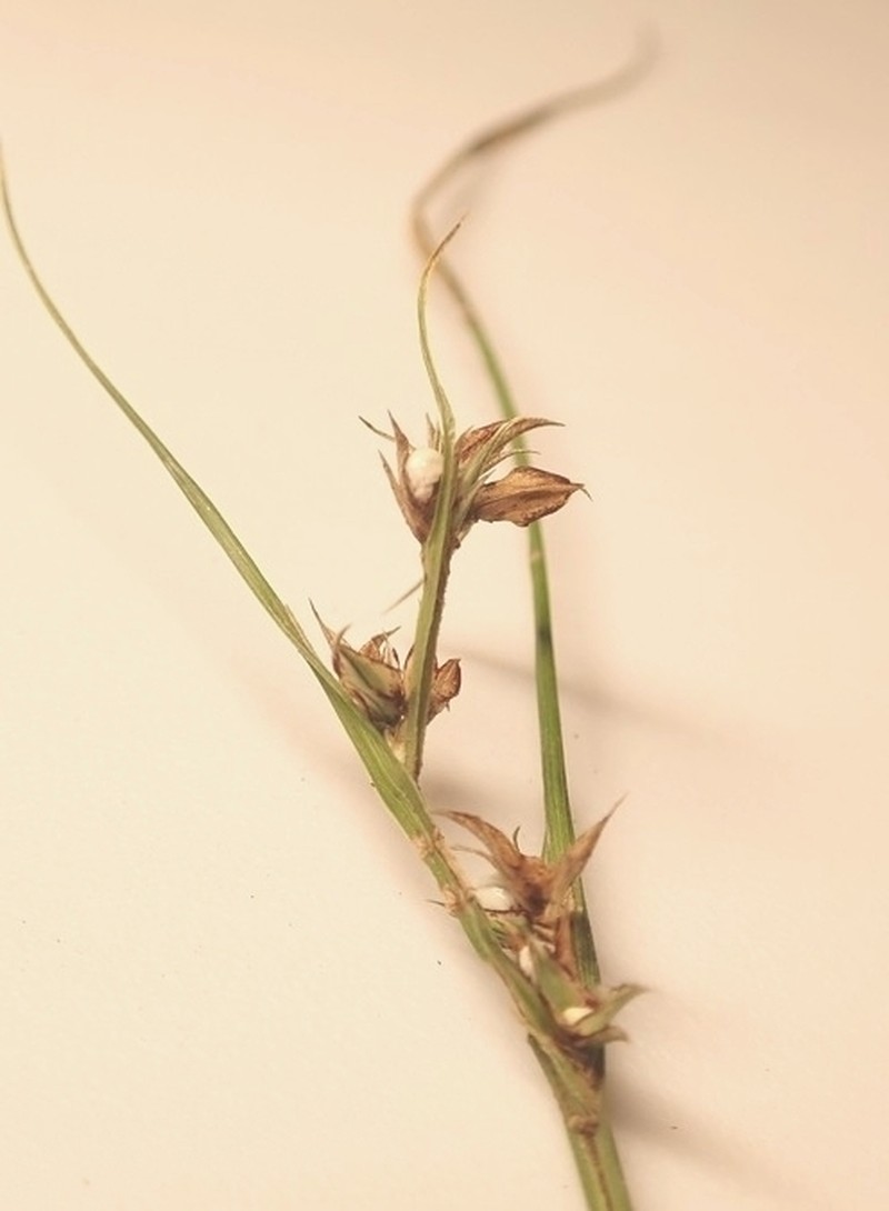Slender Nutrush photo 3