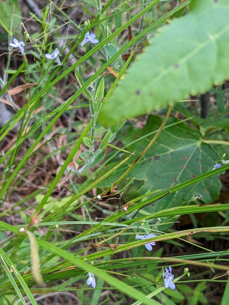 Slender Nutrush photo 4