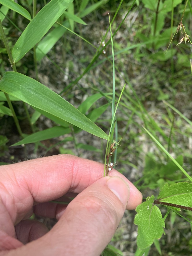 Slender Nutrush photo 8