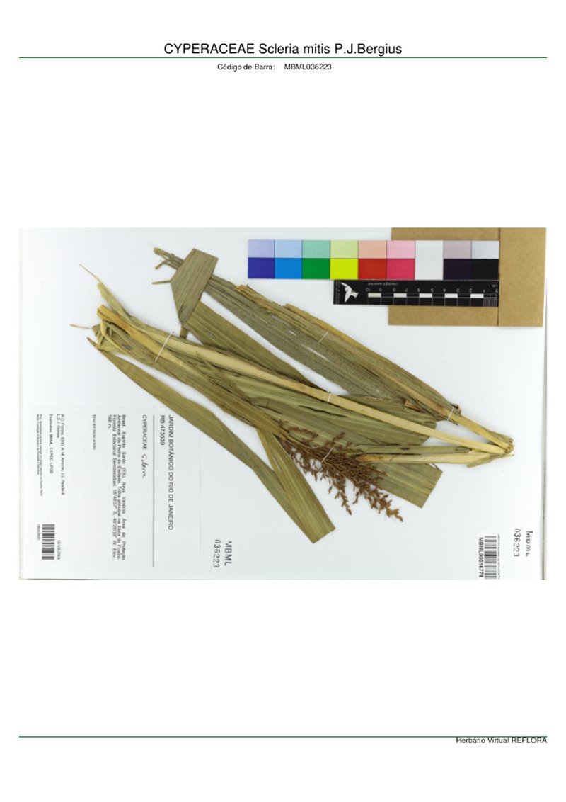 Scleria mitis