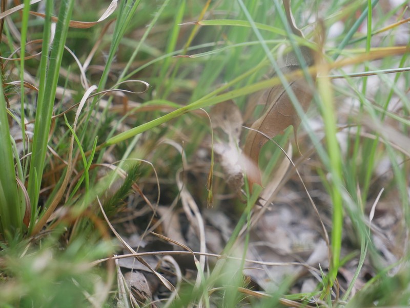 Muehlenberg's Nutrush photo 4