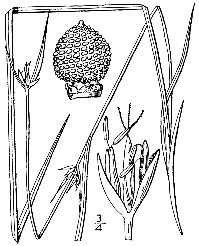 Fewflower Nutrush