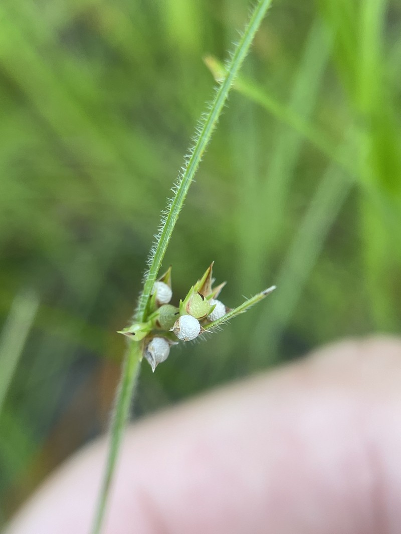 Scleria pauciflora var. caroliniana