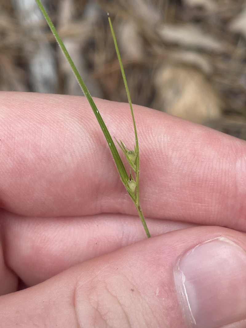 Scleria pauciflora var. caroliniana photo 2