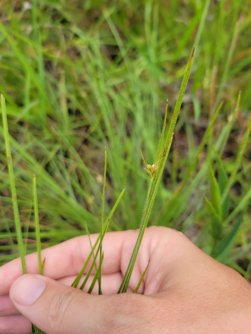 Scleria pauciflora var. caroliniana photo 3