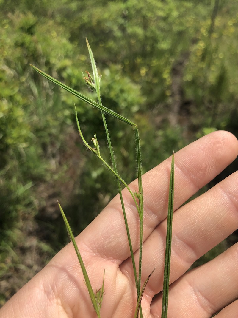 Scleria pauciflora var. caroliniana photo 4