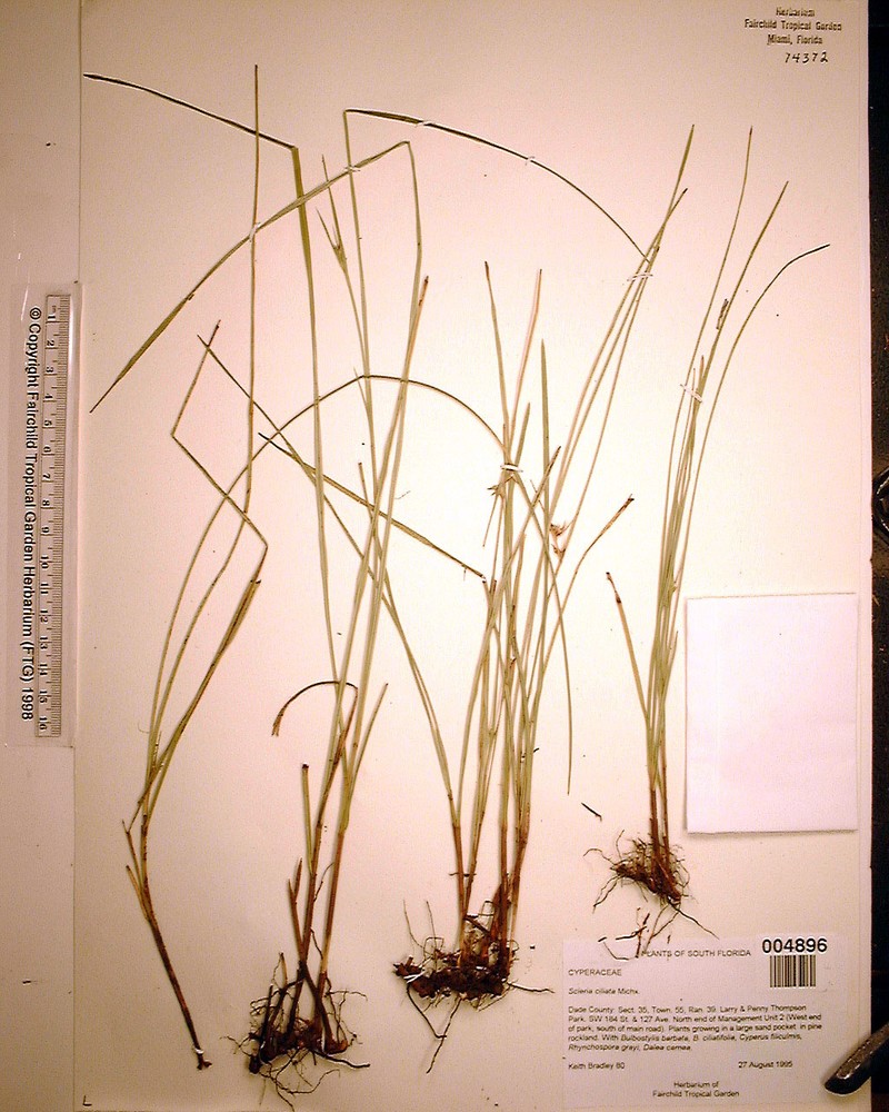 Scleria pauciflora var. curtissii
