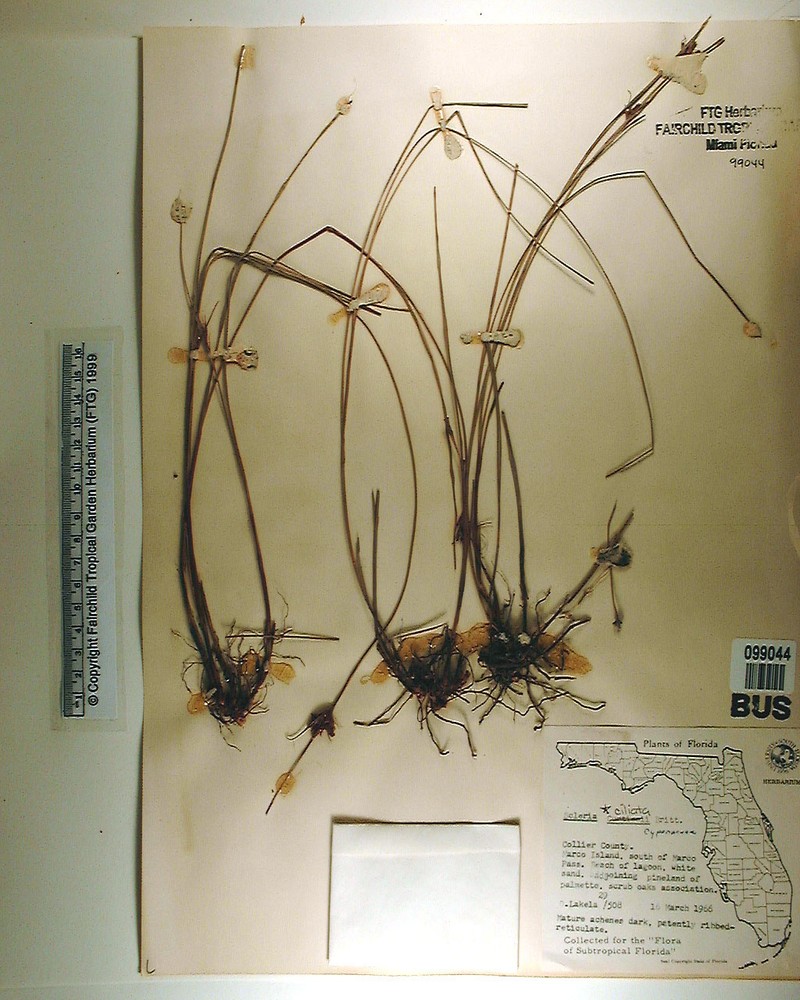 Scleria pauciflora var. curtissii photo 2