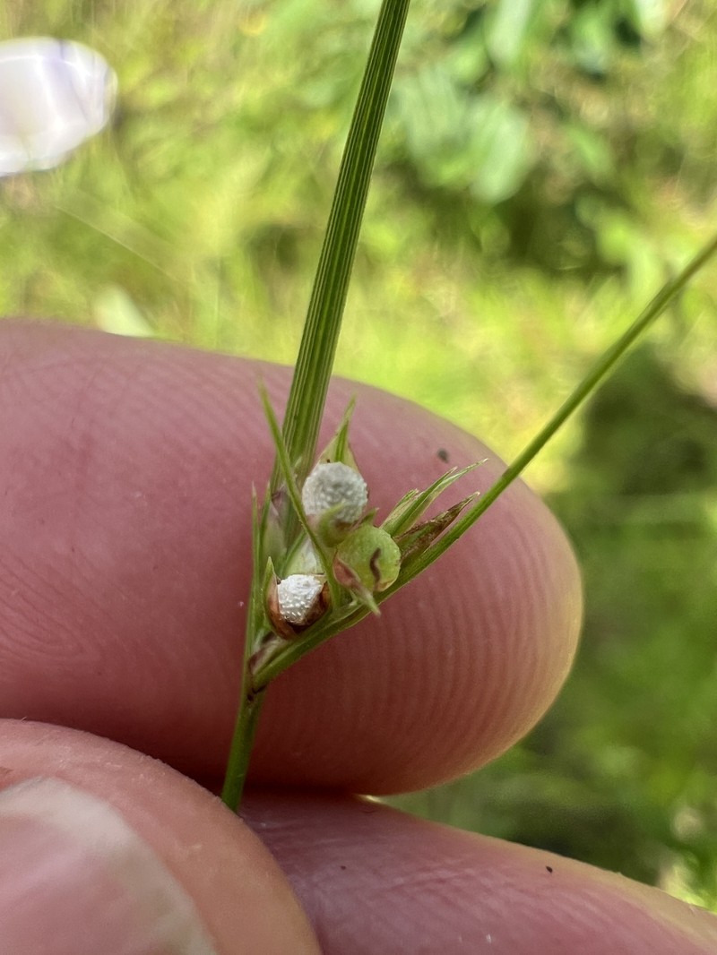 Scleria pauciflora var. pauciflora