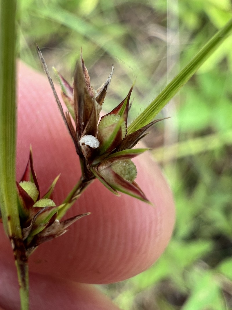 Scleria pauciflora var. pauciflora photo 4