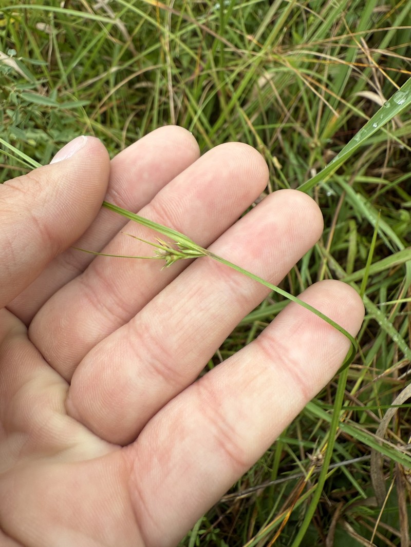 Scleria pauciflora var. pauciflora photo 5