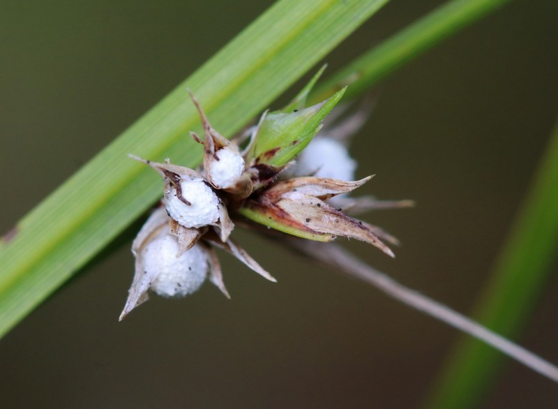 Scleria pauciflora var. pauciflora photo 6