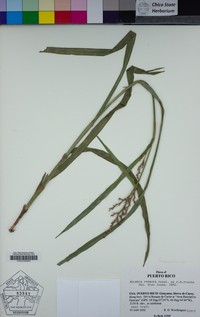 Cortadora Blanca