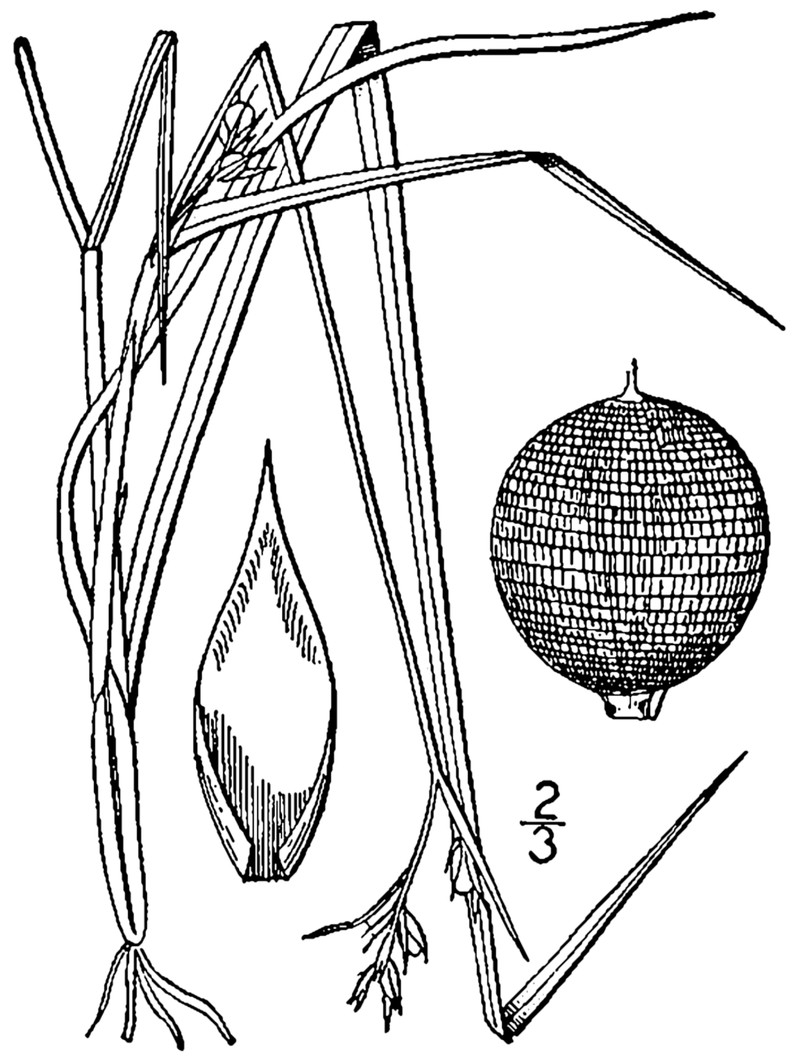 Netted Nutrush