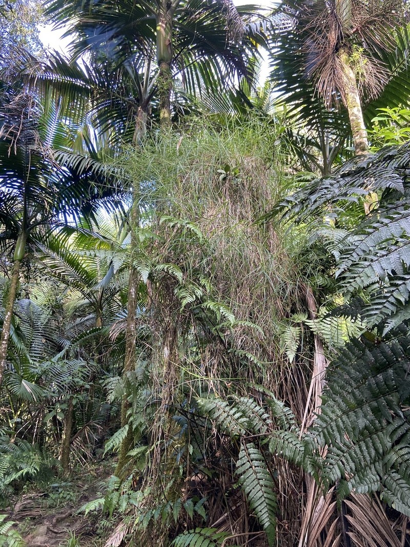 Razor Grass