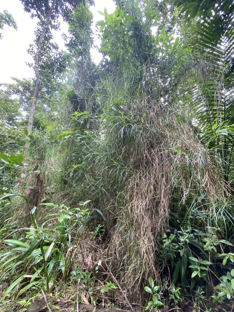Razor Grass photo 2