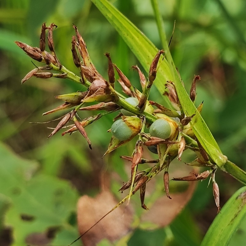 Razor Grass photo 3
