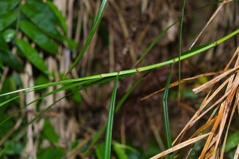 Razor Grass photo 4
